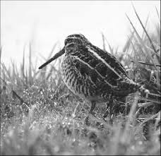 Image result for Gallinago delicata