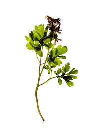 Attēlu rezultāti vaicājumam “Corydalis cava leaf”