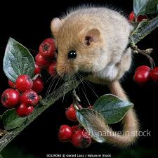 Attēlu rezultāti vaicājumam “Muscardinus avellanarius”