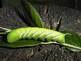Attēlu rezultāti vaicājumam “Sphinx ligustri larva”