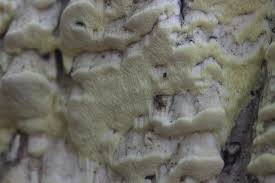 Attēlu rezultāti vaicājumam “Antrodia xantha”