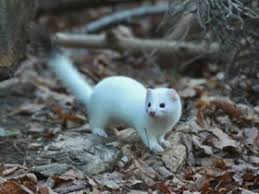 Attēlu rezultāti vaicājumam “Mustela erminea adult”