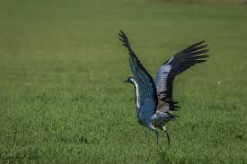 Attēlu rezultāti vaicājumam “Gruiformes”