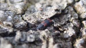 Attēlu rezultāti vaicājumam “Bitoma crenata”