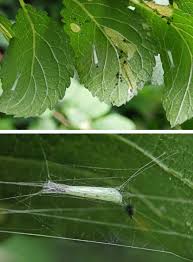 Attēlu rezultāti vaicājumam “Lyonetia prunifoliella”