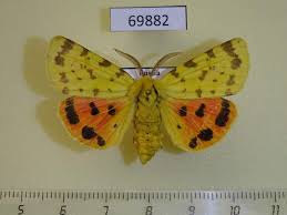 Attēlu rezultāti vaicājumam “Rhyparia purpurata”