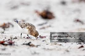 Attēlu rezultāti vaicājumam “Calidris minuta”