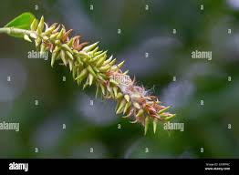 Attēlu rezultāti vaicājumam “Salix pentandra flower”