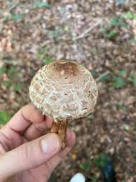 Attēlu rezultāti vaicājumam “Macrolepiota rhacodes”