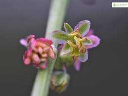 Attēlu rezultāti vaicājumam “Rumex acetosa flower”
