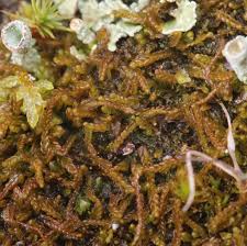 Attēlu rezultāti vaicājumam “Nardia geoscyphus”