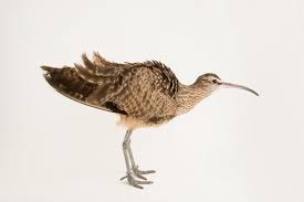 Attēlu rezultāti vaicājumam “Numenius phaeopus”