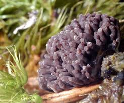 Attēlu rezultāti vaicājumam “Symphytocarpus flaccidus stalked”