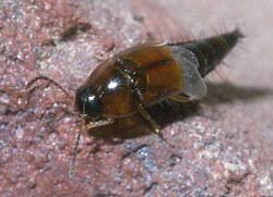 Attēlu rezultāti vaicājumam “Tachyporus sp.”