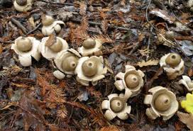 Attēlu rezultāti vaicājumam “Geastrum”