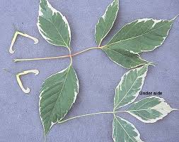 Attēlu rezultāti vaicājumam “Acer negundo leaf”