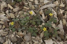Attēlu rezultāti vaicājumam “Oxalis corniculata”
