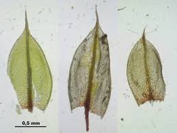 Attēlu rezultāti vaicājumam “Bryum pallescens”