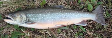Image result for Salvelinus faroensis