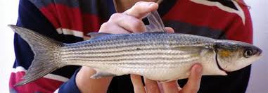 Image result for Liza aurata