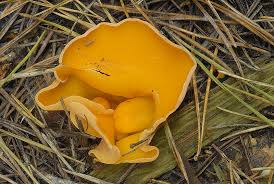 Attēlu rezultāti vaicājumam “Aleuria aurantia”