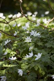 Attēlu rezultāti vaicājumam “Anemone nemorosa flower”