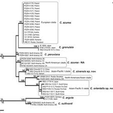 Attēlu rezultāti vaicājumam “Calypogeia azurea macro”