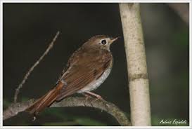 Image result for Catharus guttatus