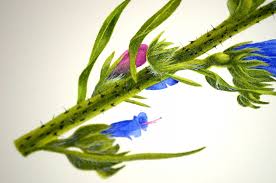 Attēlu rezultāti vaicājumam “Echium vulgare leaf”