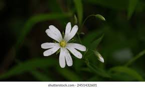Attēlu rezultāti vaicājumam “Stellaria palustris flower”