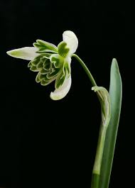 Attēlu rezultāti vaicājumam “Galanthus nivalis bud”