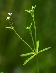 Attēlu rezultāti vaicājumam “Galium trifidum”