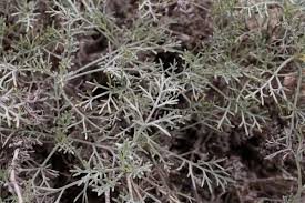 Attēlu rezultāti vaicājumam “Artemisia campestris leaf”