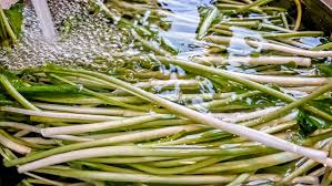 Attēlu rezultāti vaicājumam “Allium ursinum fruit”
