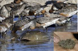 Attēlu rezultāti vaicājumam “Calidris canutus adult”