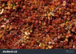 Attēlu rezultāti vaicājumam “Sphagnum papillosum”