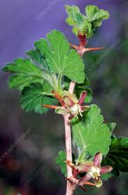 Attēlu rezultāti vaicājumam “Ribes uva-crispa flower”