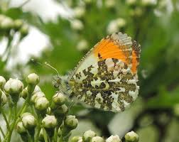 Attēlu rezultāti vaicājumam “Anthocharis cardamines male”