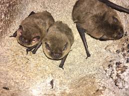 Attēlu rezultāti vaicājumam “Pipistrellus pygmaeus”