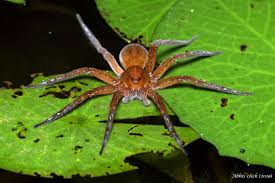 Attēlu rezultāti vaicājumam “Pisauridae”