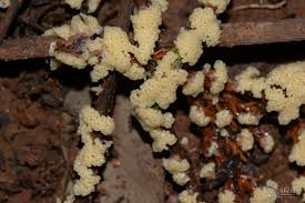 Attēlu rezultāti vaicājumam “Fuligo gyrosa spores”