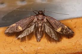 Attēlu rezultāti vaicājumam “Borkhausenia minutella”