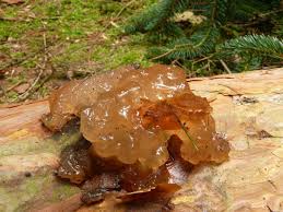 Attēlu rezultāti vaicājumam “Exidia saccharina”