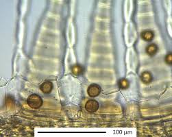 Attēlu rezultāti vaicājumam “Saelania glaucescens sporophyte”