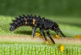 Attēlu rezultāti vaicājumam “Adalia bipunctata larva”