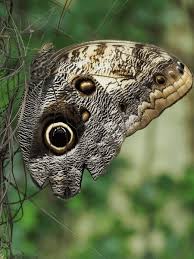 Attēlu rezultāti vaicājumam “Heteropterus morpheus underside”