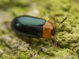 Attēlu rezultāti vaicājumam “Tetratoma fungorum”