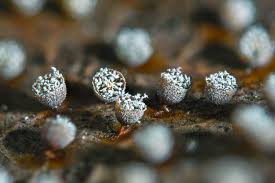 Attēlu rezultāti vaicājumam “Craterium leucocephalum”