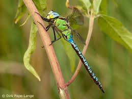 Attēlu rezultāti vaicājumam “Aeshna viridis”