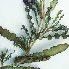 Attēlu rezultāti vaicājumam “Potamogeton compressus leaf”